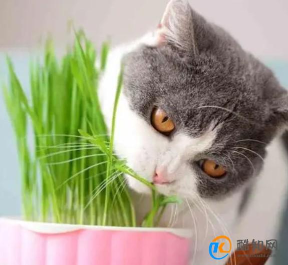 猫咪为什么喜欢绿色的蔬菜呢