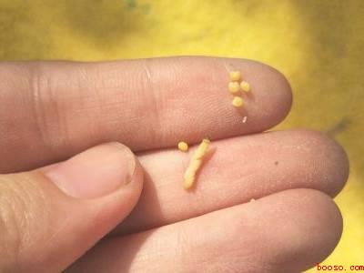 已经生了虫子的小米怎么办