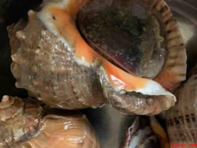 大海螺怎么吃