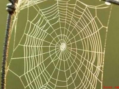 蜘蛛怎么结网