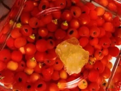 红豆杉泡酒的正确方法