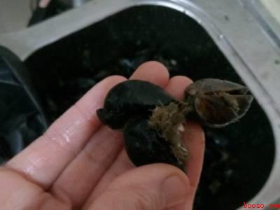 海虹中间的草怎么去掉