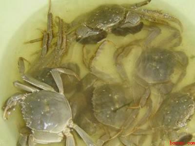 花蟹怎么处理干净