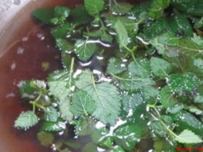 薄荷叶泡水的方法（薄荷叶泡水的详细操作步骤）