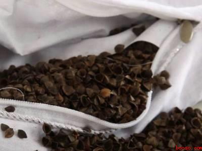 荞麦皮怎么清洗