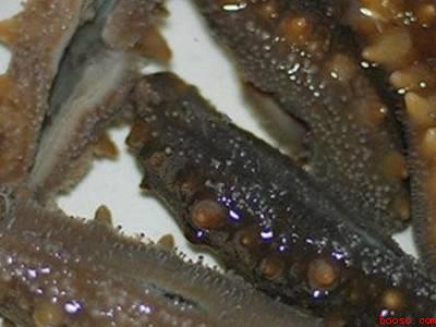 干海参怎么做好吃又简单方便