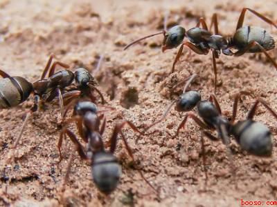 蚂蚁怎样才能彻底清除干净