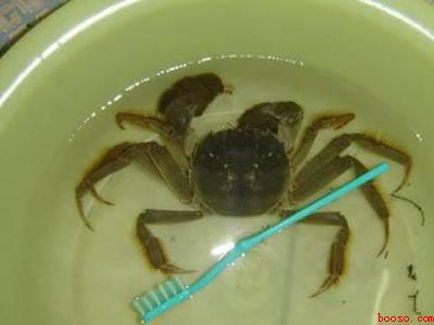 螃蟹要怎么清洗
