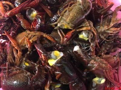 龙虾要煮多久才熟