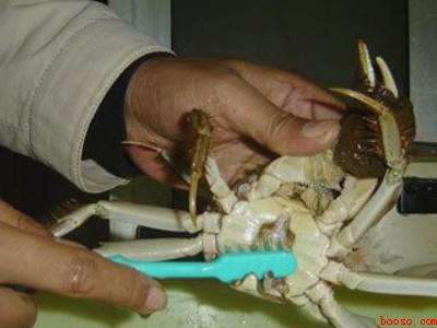 花蟹怎么处理干净