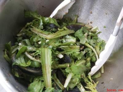 苦菊菜怎样做才好吃（苦菊菜怎样做才好吃共有2步）