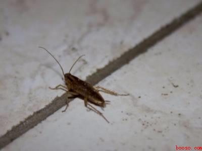 怎么把家里的蟑螂彻底清除