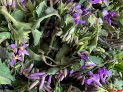 二月兰花怎么吃