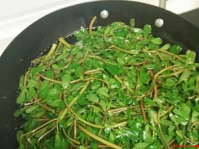 马齿苋如何制干