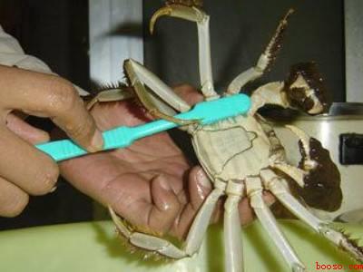 螃蟹要怎么清洗