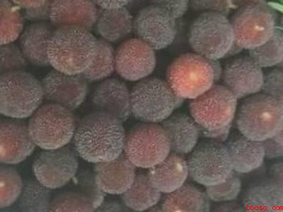 杨梅怎么做酸梅汤