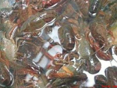 洗小龙虾怎么洗才干净