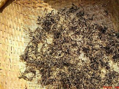 芝麻叶怎么晒干