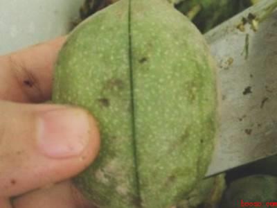 鲜核桃怎么去青皮快