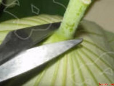 整张荷叶怎么保存