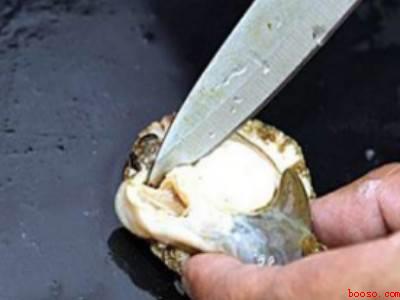 如何杀鲍鱼清洗鲍鱼