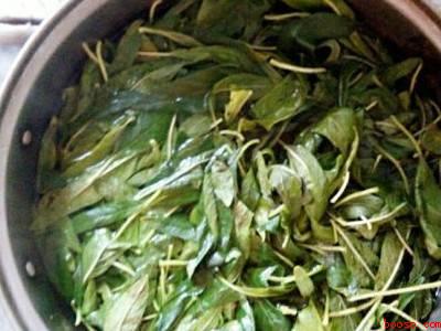 芝麻叶怎么晒干