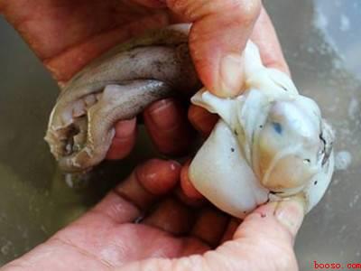 章鱼怎么清洗处理