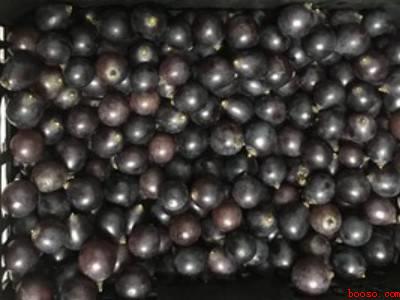 酿造葡萄酒的流程（酿造葡萄酒的具体操作步骤）