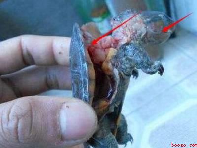 龟壳怎么处理保存