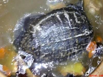 鳖怎么做汤好吃