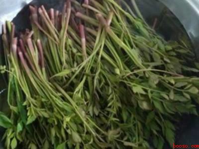小叶芹怎么做好吃