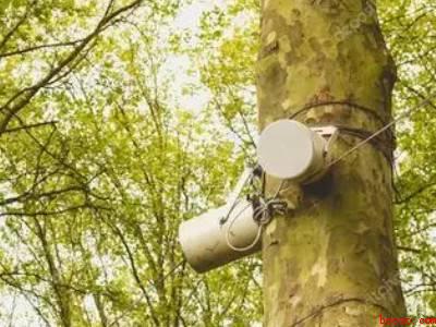 驱赶喜鹊小妙招