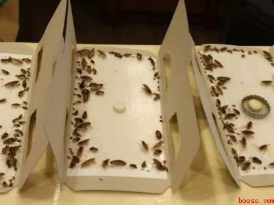 衣柜有蟑螂怎么办能除根