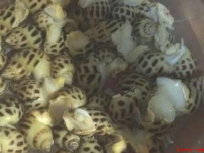 花螺怎么清洗才干净