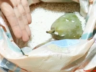 鹰嘴芒果怎么催熟