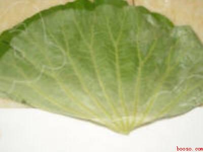 整张荷叶怎么保存