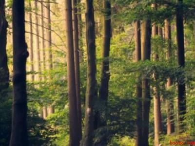 纸是怎么做的(纸是怎么做的具体操作步骤)