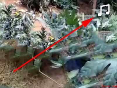 抖音视频怎么关闭原声音（演示机型:Iphone 13）