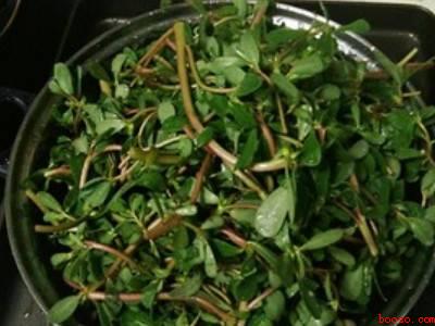 马齿苋如何制干
