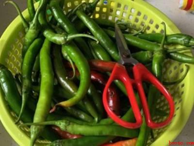 泡辣椒怎么做又脆又好吃