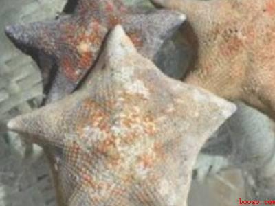 海星怎么晒干保存