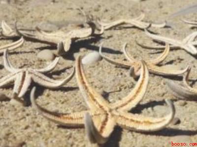 海星怎么晒干保存