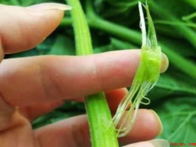 南瓜尖怎么处理干净