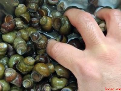 田螺如何清洗干净