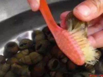 螺蛳怎么剪尾巴妙招