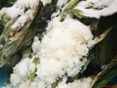 盐菜怎么腌制方法