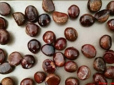 怎么做板栗好吃又简单