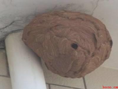 窗外有个马蜂窝怎么办