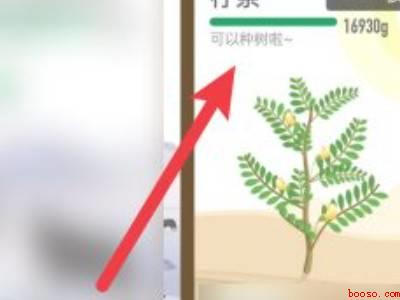 支付宝种树怎么换主树（演示机型:Iphone 13）