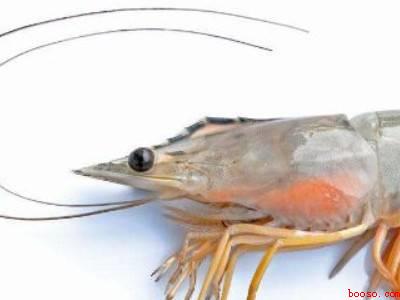 青虾怎么处理干净